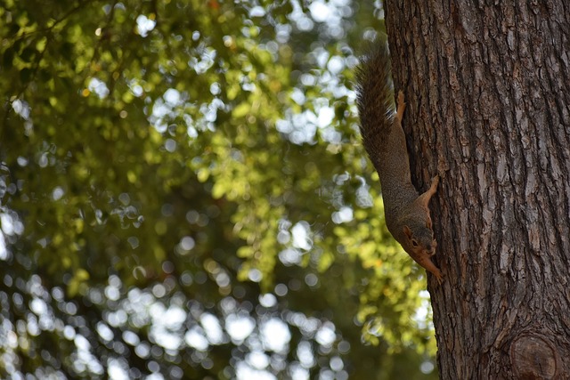 顶级中锋 顶级中锋